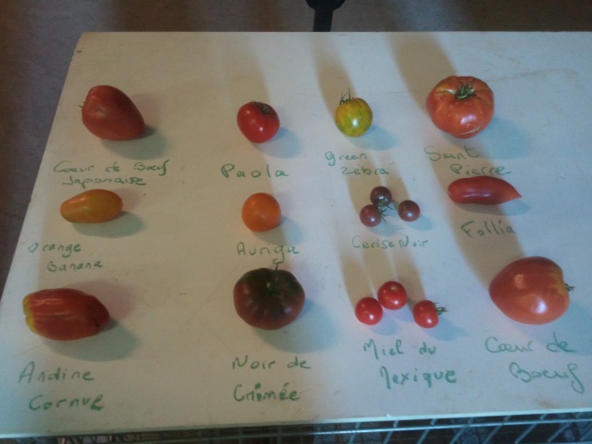 variétés tomates 2015
