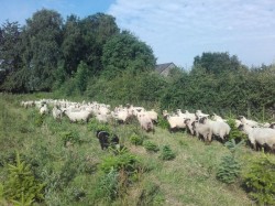 Des Moutons dans les Vergers