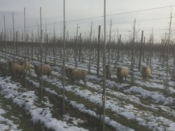 Des Moutons dans les Vergers